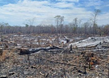 ព្រៃឡង់៦ហិតាថ្មីទៀតនៅខេត្ដព្រះវិហាររងការកាប់ទន្ទ្រានយកដោយខុសច្បាប់