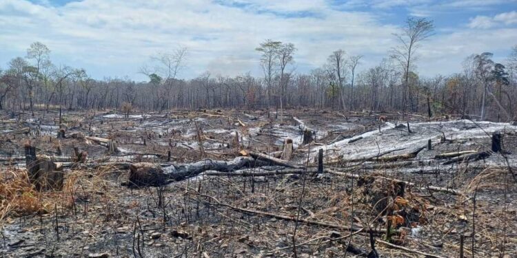 ព្រៃឡង់៦ហិតាថ្មីទៀតនៅខេត្ដព្រះវិហាររងការកាប់ទន្ទ្រានយកដោយខុសច្បាប់