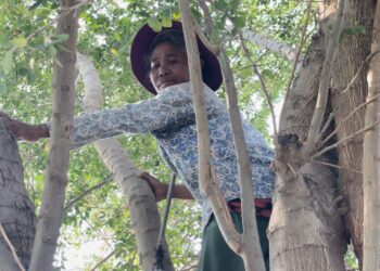 អ្នកស្រី ទឹម សាវួន កំពុងឡើងបេះផ្លែអំពិលទឹកសម្រាប់យកទៅលក់ចិញ្ចឹមជីវិត នៅតំបន់បឹងតាមោក សង្កាត់សំរោងត្បូង ខណ្ឌព្រែកព្នៅ រាជធានីភ្នំពេញ នៅថ្ងៃទី២៤ ខែកុម្ភៈ ឆ្នាំ២០២៤។ (អ្នកស្រី នឿន ដាវីន)