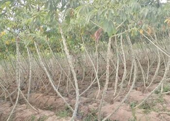 ដំឡូងមីរបស់កសិករនៅឃុំស្លរក្រាម ស្រុកចំការចេក ខេត្តបន្ទាយមានជ័យ ថតកាលពីថ្ងៃទី១៥ ខែមិថុនា ឆ្នាំ២០២៤។ (ផ្តល់ឱ្យ)