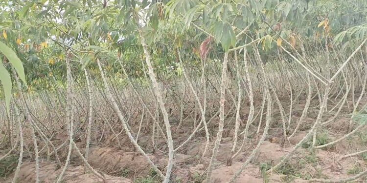 ដំឡូងមីរបស់កសិករនៅឃុំស្លរក្រាម ស្រុកចំការចេក ខេត្តបន្ទាយមានជ័យ ថតកាលពីថ្ងៃទី១៥ ខែមិថុនា ឆ្នាំ២០២៤។ (ផ្តល់ឱ្យ)