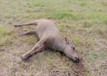 ក្របីអ្នកភូមិនៅឃុំត្រពាំងចាន់ ស្រុកបរិបូរណ៍ ដេកងាប់ដោយសារជំងឺ ពេលលែងទៅឃ្វាលនៅតំបន់ទំនាបជាប់បឹងទន្លេសាបជាប់ព្រំប្រទល់ខេត្តកំពង់ឆ្នាំង និងខេត្តពោធិ៍សាត់ នៅថ្ងៃទី៤ ខែកក្កដា ឆ្នាំ២០២៤។ (ផ្តល់ឱ្យ)