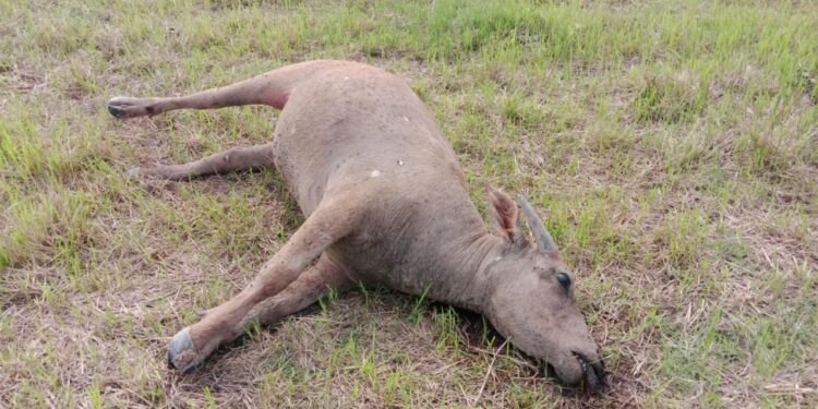 ក្របីអ្នកភូមិនៅឃុំត្រពាំងចាន់ ស្រុកបរិបូរណ៍ ដេកងាប់ដោយសារជំងឺ ពេលលែងទៅឃ្វាលនៅតំបន់ទំនាបជាប់បឹងទន្លេសាបជាប់ព្រំប្រទល់ខេត្តកំពង់ឆ្នាំង និងខេត្តពោធិ៍សាត់ នៅថ្ងៃទី៤ ខែកក្កដា ឆ្នាំ២០២៤។ (ផ្តល់ឱ្យ)