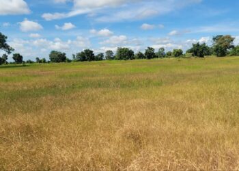 ទិដ្ឋភាពដំណាំស្រូវរបស់កសិករនៅខេត្តបន្ទាយមានជ័យ ដែលក្រៀមស្វិតដោយសារមិនមានទឹកស្រោចស្រពកាលពីថ្ងៃទី២៨ ខែសីហា ឆ្នាំ២០២៤។ (ហ្វេសប៊ុកក្រសួងកសិកម្ម)