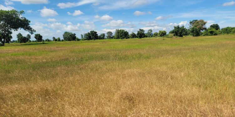 ទិដ្ឋភាពដំណាំស្រូវរបស់កសិករនៅខេត្តបន្ទាយមានជ័យ ដែលក្រៀមស្វិតដោយសារមិនមានទឹកស្រោចស្រពកាលពីថ្ងៃទី២៨ ខែសីហា ឆ្នាំ២០២៤។ (ហ្វេសប៊ុកក្រសួងកសិកម្ម)