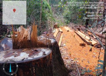 គល់ និងចម្រៀកឈើដែលជនល្មើសកាប់នៅតំបន់ព្រៃឡង់ក្នុងភូមិសាស្ត្រខេត្តកំពង់ធំ ដែលថតកាលពីថ្ងៃទី១៦ខែសីហា ឆ្នាំ២០២៤។ (ពលរដ្ឋអ្នកសារព័ត៌មាន)