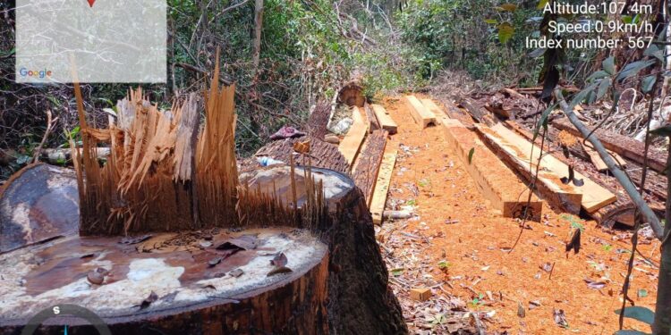 គល់ និងចម្រៀកឈើដែលជនល្មើសកាប់នៅតំបន់ព្រៃឡង់ក្នុងភូមិសាស្ត្រខេត្តកំពង់ធំ ដែលថតកាលពីថ្ងៃទី១៦ខែសីហា ឆ្នាំ២០២៤។ (ពលរដ្ឋអ្នកសារព័ត៌មាន)