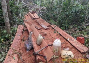 ចម្រៀកឈើដែលជនល្មើសអារជ្រៀកនៅក្នុងដែនជម្រកសត្វព្រៃឆែប-ព្រះរការនៃខេត្តព្រះវិហារ ថតនៅថ្ងៃទី៥ ខែកញ្ញា ឆ្នាំ២០២៤។ (ហ្វេសប៊ុក សហគមន៍ជនជាតិដើមភាគតិចកួយភូមិប្រមេរុ)