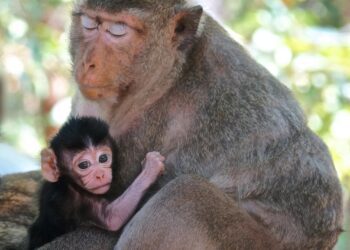 សត្វស្វាក្តាមញីកំពុងបិទភ្នែក និងអោបកូនរបស់ខ្លួន។ (រូបភាពពីហ្វេសប៊ុក WWF-Cambodia)