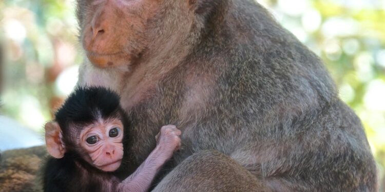 សត្វស្វាក្តាមញីកំពុងបិទភ្នែក និងអោបកូនរបស់ខ្លួន។ (រូបភាពពីហ្វេសប៊ុក WWF-Cambodia)