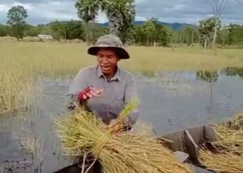 ទិដ្ឋភាពកសិករមួយរូបនៅឃុំត្រពាំងជោ ស្រុកឱរ៉ាល់ ខេត្តកំពង់ស្ពឺ កំពុងប្រមូលផលស្រូវនៅក្នុងទឹកកាលពីថ្ងៃទី១៦ ខែធ្នូ ឆ្នាំ២០២៤។ (ផ្តល់ឱ្យ)