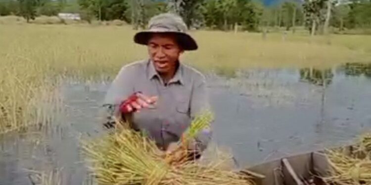 ទិដ្ឋភាពកសិករមួយរូបនៅឃុំត្រពាំងជោ ស្រុកឱរ៉ាល់ ខេត្តកំពង់ស្ពឺ កំពុងប្រមូលផលស្រូវនៅក្នុងទឹកកាលពីថ្ងៃទី១៦ ខែធ្នូ ឆ្នាំ២០២៤។ (ផ្តល់ឱ្យ)