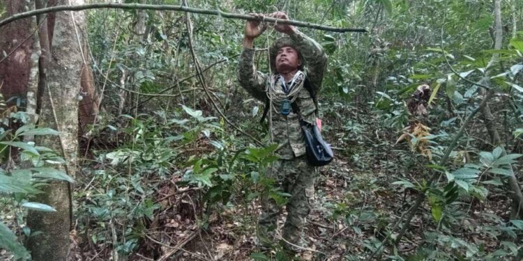 ទិដ្ឋភាពមន្ត្រីបរិស្ថាន កំពុងដោះអន្ទាក់ដាក់យកសត្វព្រៃស្ថិតនៅភូមិត្រពាំងរូង ឃុំត្រពាំងរូង ស្រុកកោះកុង ខេត្តកោះកុង ក្នុងដែនជម្រកសត្វព្រៃតាតៃ កាលពីថ្ងៃទី២ ខែធ្នូ ឆ្នាំ២០២៤។ (ហ្វេសប៊ុកក្រសួងបរិស្ថាន)