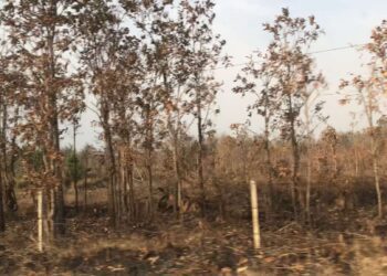 ទិដ្ឋភាពភ្លើងឆេះព្រៃនៅតាមបណ្តោយផ្លូវ ពីខេត្តរតនគិរី មកកាន់ខេត្តស្ទឹងត្រែង ក្នុងស្រុកសេសាន កាលពីខែមករា ឆ្នាំ២០២៤។ (សហការី)