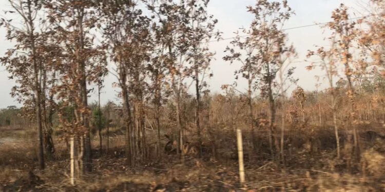 ទិដ្ឋភាពភ្លើងឆេះព្រៃនៅតាមបណ្តោយផ្លូវ ពីខេត្តរតនគិរី មកកាន់ខេត្តស្ទឹងត្រែង ក្នុងស្រុកសេសាន កាលពីខែមករា ឆ្នាំ២០២៤។ (សហការី)