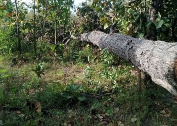 សកម្មភាពដើមឈើធំៗ ត្រូវបានជនល្មើសកាប់ផ្តួលរំលំនៅក្នុងសហគមន៍ព្រៃឈើរបស់ជនជាតិដើមភាគតិចពូនងនៅឃុំថ្មី ស្រុកចិត្របុរី ខេត្តក្រចេះ កាលពីខែធ្នូ ឆ្នាំ២០២៤។ (ផ្តល់ឱ្យ)