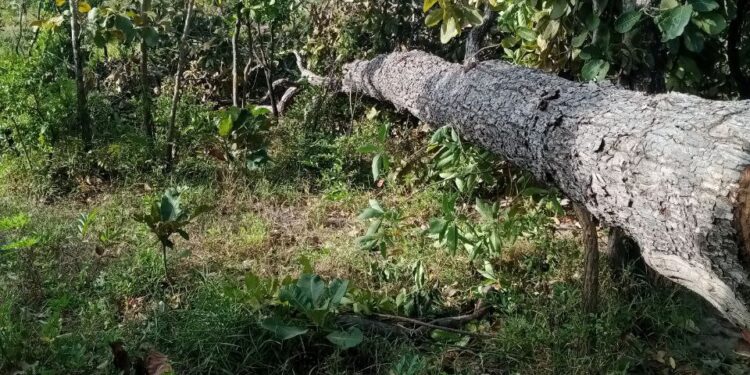 សកម្មភាពដើមឈើធំៗ ត្រូវបានជនល្មើសកាប់ផ្តួលរំលំនៅក្នុងសហគមន៍ព្រៃឈើរបស់ជនជាតិដើមភាគតិចពូនងនៅឃុំថ្មី ស្រុកចិត្របុរី ខេត្តក្រចេះ កាលពីខែធ្នូ ឆ្នាំ២០២៤។ (ផ្តល់ឱ្យ)