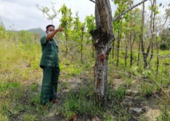 ដីព្រៃជាង៤០០ហិកតាក្នុងដែនជម្រកសត្វព្រៃភ្នំឱរ៉ាល់ត្រូវរំលោភយកដោយខុសច្បាប់