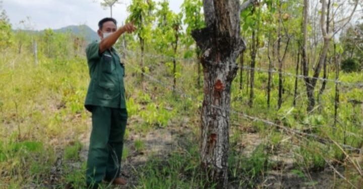 ដីព្រៃជាង៤០០ហិកតាក្នុងដែនជម្រកសត្វព្រៃភ្នំឱរ៉ាល់ត្រូវរំលោភយកដោយខុសច្បាប់