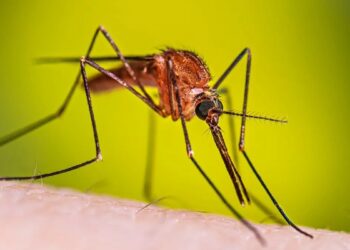 ក្រសួងនិងអាជ្ញាធរ​​ចាត់វិធានការ​​​កម្ចាត់ជម្រកសត្វ​​​​មូស ខណ:ពលរដ្ឋ​បារម្ភ​ឆ្លង​ជំងឺគ្រុនឈាម​​