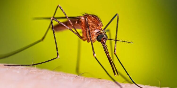 ក្រសួងនិងអាជ្ញាធរ​​ចាត់វិធានការ​​​កម្ចាត់ជម្រកសត្វ​​​​មូស ខណ:ពលរដ្ឋ​បារម្ភ​ឆ្លង​ជំងឺគ្រុនឈាម​​