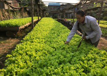 អ្នកស្រី អន ចាន់ កសិករដាំសាឡាត់ និងបន្លែផ្សេងទៀត នៅភូមិសាំឃួយ ឃុំសាំឃួយ ស្រុកសេសាន ខេត្តស្ទឹងត្រែងកំពុងបោចស្មៅសាឡាត់កាលពីថ្ងៃទី២៨ ខែមករា ឆ្នាំ២០២៥។ (សហការី)