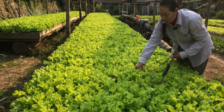 អ្នកស្រី អន ចាន់ កសិករដាំសាឡាត់ និងបន្លែផ្សេងទៀត នៅភូមិសាំឃួយ ឃុំសាំឃួយ ស្រុកសេសាន ខេត្តស្ទឹងត្រែងកំពុងបោចស្មៅសាឡាត់កាលពីថ្ងៃទី២៨ ខែមករា ឆ្នាំ២០២៥។ (សហការី)