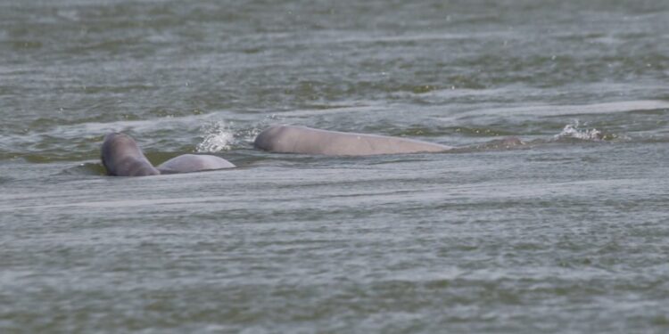ទិដ្ឋភាពកូនផ្សោតទើបកើតថ្មីមួយក្បាលក្នុងហ្វូងផ្សោតផ្សេងទៀត ត្រូវបានប្រទះឃើញដោយក្រុមការងារស្រាវជ្រាវនៃរដ្ឋបាលជលផល និងអង្គការ WWF-កម្ពុជា កាលពីថ្ងៃទី៩ ខែកុម្ភៈ ឆ្នាំ២០២៥ នៅអន្លង់ជ្រោយបន្ទាយ ភូមិជ្រោយបន្ទាយ ឃុំជ្រោយបន្ទាយ ស្រុកព្រែកប្រសព្វ ខេត្តក្រចេះ។ (ហ្វេសប៊ុក WWF-Cambodia)