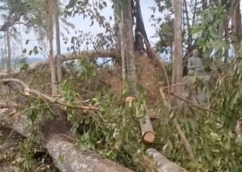 សហគមន៍ព្រៃមេត្តាធម្មជាតិខេត្តកំពង់ស្ពឺស្នើបញ្ឈប់ការកាប់ព្រៃក្នុងដីសមូហភាព ខណៈការឈូសឆាយកើតឡើងជាថ្មី