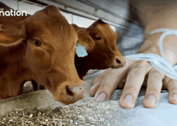 កម្ពុជា​ហាម​ឃាត់​ការ​​​​នាំចូល​​សត្វពា​ហនៈ​និង​ផលិត​​ផល​​សាច់​សត្វ​​​​​ពី​ប្រទេស​ថៃ ដើម្បី​បង្ការ​ជំងឺ​ឈាម​ខ្មៅ​