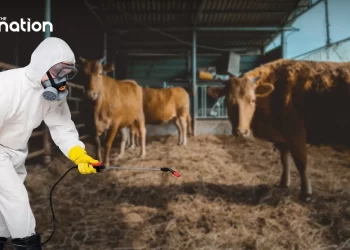 រូបភាពមន្ត្រីជំនាញចុះបាញ់ថ្នាំសម្លាប់មេរោគនៅក្នុងកសិកដ្ឋានមួយកន្លែងក្នុងប្រទេសថៃ។ (The Nation Thailand)