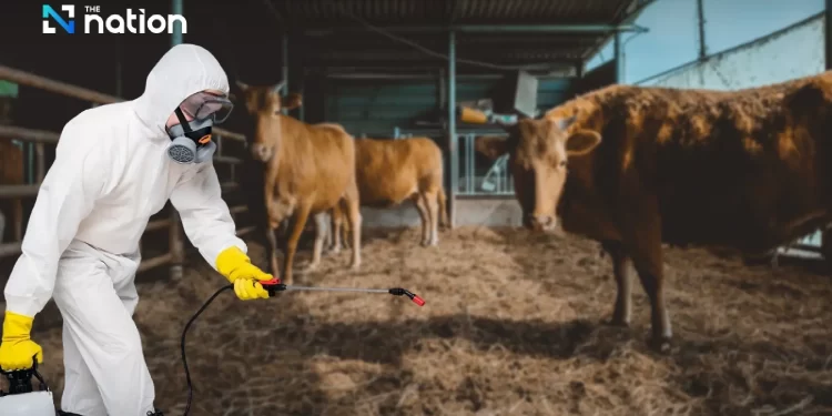 រូបភាពមន្ត្រីជំនាញចុះបាញ់ថ្នាំសម្លាប់មេរោគនៅក្នុងកសិកដ្ឋានមួយកន្លែងក្នុងប្រទេសថៃ។ (The Nation Thailand)