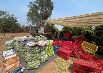 ទិដ្ឋភាពស្វាយកែវរមៀត ដែលកសិករនៅខេត្តឧត្តមានជ័យប្រមូលផលកាលពីថ្ងៃទី៥ ខែឧសភា ឆ្នាំ២០២៥។ (ផ្តល់ឱ្យ)