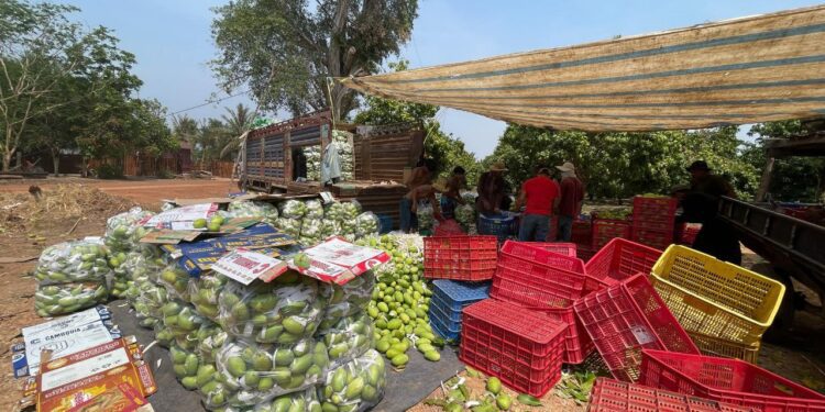 ទិដ្ឋភាពស្វាយកែវរមៀត ដែលកសិករនៅខេត្តឧត្តមានជ័យប្រមូលផលកាលពីថ្ងៃទី៥ ខែឧសភា ឆ្នាំ២០២៥។ (ផ្តល់ឱ្យ)