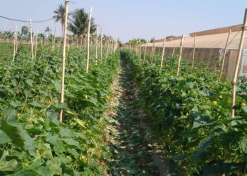 ទិដ្ឋភាពចម្ការត្រសក់របស់កសិករនៅខេត្តបាត់ដំបងកាលពីខែកុម្ភៈ ឆ្នាំ២០២៥។(មន្ទីរកសិកម្មខេត្តបាត់ដំបង)