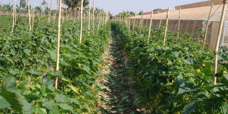 ទិដ្ឋភាពចម្ការត្រសក់របស់កសិករនៅខេត្តបាត់ដំបងកាលពីខែកុម្ភៈ ឆ្នាំ២០២៥។(មន្ទីរកសិកម្មខេត្តបាត់ដំបង)