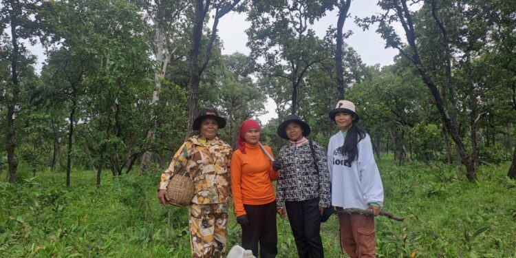 រូបភាពក្រុមស្រ្តីជនជាតិដើមភាគតិចកួយចុះល្បាតព្រៃព្រះរការ ស្ថិតក្នុងស្រុកឆែប ខេត្តព្រះវិហារ កាលពីខែមិថុនា ឆ្នាំ២០២៥។ (កញ្ញា ឡុង សំនាង)