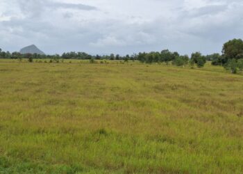 ទិដ្ឋភាពវាលស្រែនិងស្រូវដែលក្រៀមស្វិតដោយសារបាតុភូតធម្មជាតិរាំងស្ងួតនៅឃុំស្ដេចគង់ខាងលិច ស្រុកបន្ទាយមាស ខេត្តកំពត កាលពីថ្ងៃទី ២៧ ខែសីហា ឆ្នាំ២០២៥។ (អ៊ុក ដែន)