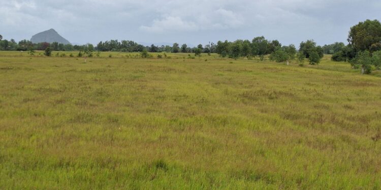 ទិដ្ឋភាពវាលស្រែនិងស្រូវដែលក្រៀមស្វិតដោយសារបាតុភូតធម្មជាតិរាំងស្ងួតនៅឃុំស្ដេចគង់ខាងលិច ស្រុកបន្ទាយមាស ខេត្តកំពត កាលពីថ្ងៃទី ២៧ ខែសីហា ឆ្នាំ២០២៥។ (អ៊ុក ដែន)