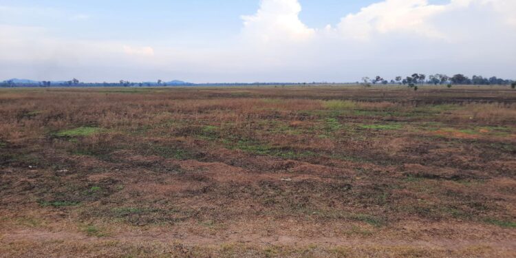 ទិដ្ឋភាពដីរបស់ក្រុមហ៊ុនចិនឈ្មោះ រូយ ហ្វេង ត្រូវបានទុកចោលដោយមិនមានសកម្មភាពដាំដុះ ឬធ្វើអ្វីនៅឡើយកាលពីថ្ងៃ២៣ ខែកុម្ភៈ ឆ្នាំ២០២៦ នៅភូមិប្រើសក្អក ឃុំម្លូរព្រៃពីរ ស្រុកឆែប ខេត្តព្រះវិហារ ។ ដោយ ឃុត សេងឡង់ឌី