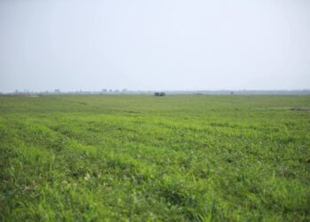 ព័ត៌មាន​ស៊ី​ជម្រៅ​៖​ ​ដី​សម្បទាន​​ក្រុម​ហ៊ុន​ចិន​នៅ​ព្រះវិហារ​បន្ត​គ្មាន​សកម្មភាព​​ ​ខណៈ​ជន​ជាតិ​ដើម​ភាគ​តិច​កួយ​ត្រូវ​ការ​ដី​សម្រាប់​បង្ក​បង្កើន​ផល​