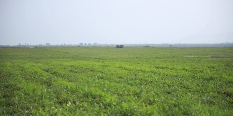 ព័ត៌មាន​ស៊ី​ជម្រៅ​៖​ ​ដី​សម្បទាន​​ក្រុម​ហ៊ុន​ចិន​នៅ​ព្រះវិហារ​បន្ត​គ្មាន​សកម្មភាព​​ ​ខណៈ​ជន​ជាតិ​ដើម​ភាគ​តិច​កួយ​ត្រូវ​ការ​ដី​សម្រាប់​បង្ក​បង្កើន​ផល​