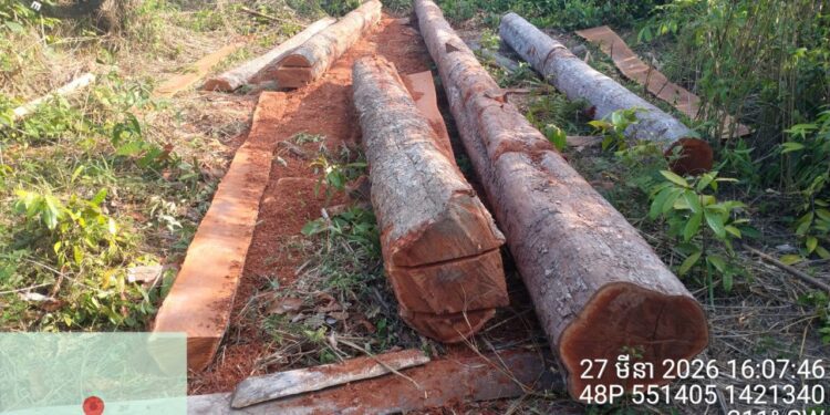 សកម្មភាពជនល្មើសកាប់បំផ្លាញព្រៃឈើ នៅតំបន់ព្រៃអចិន្ត្រៃយ៍របស់រដ្ឋចំណុចត្រពាំងប្រើស ស្ថិតនៅក្នុងឃុំទំរីង ស្រុកសណ្តាន់ ខេត្តកំពង់ធំ កាលពីថ្ងៃទី ២៧ខែ មីនា ឆ្នាំ ២០២៦៦។ (រូបផ្តល់ឱ្យ)